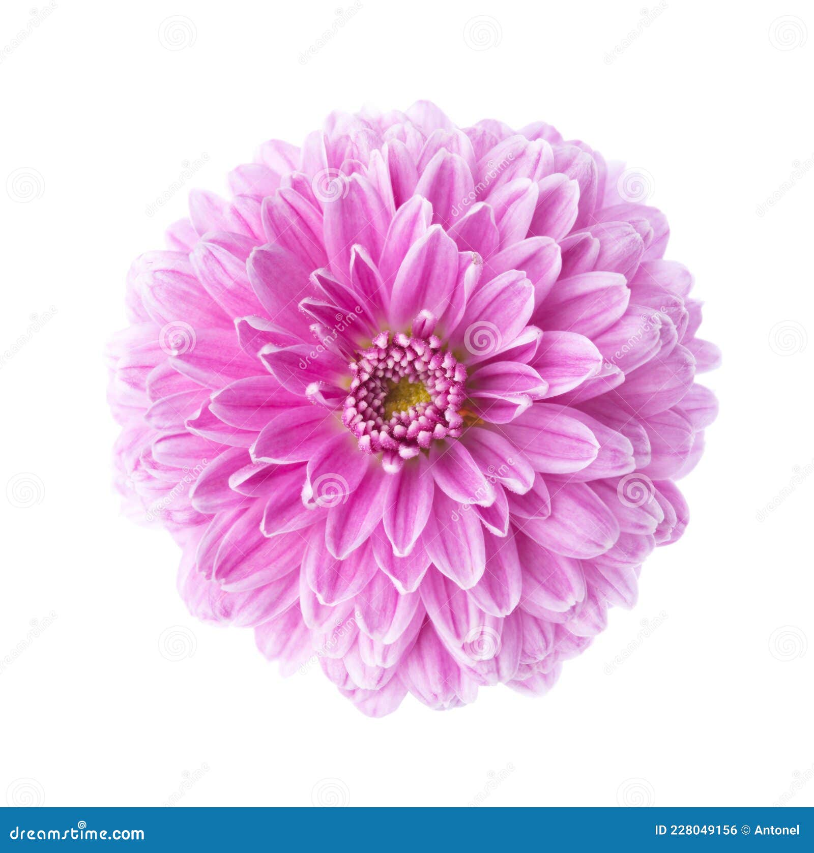 pink ÃÂ¡hrysanthemum  on white background.  close up